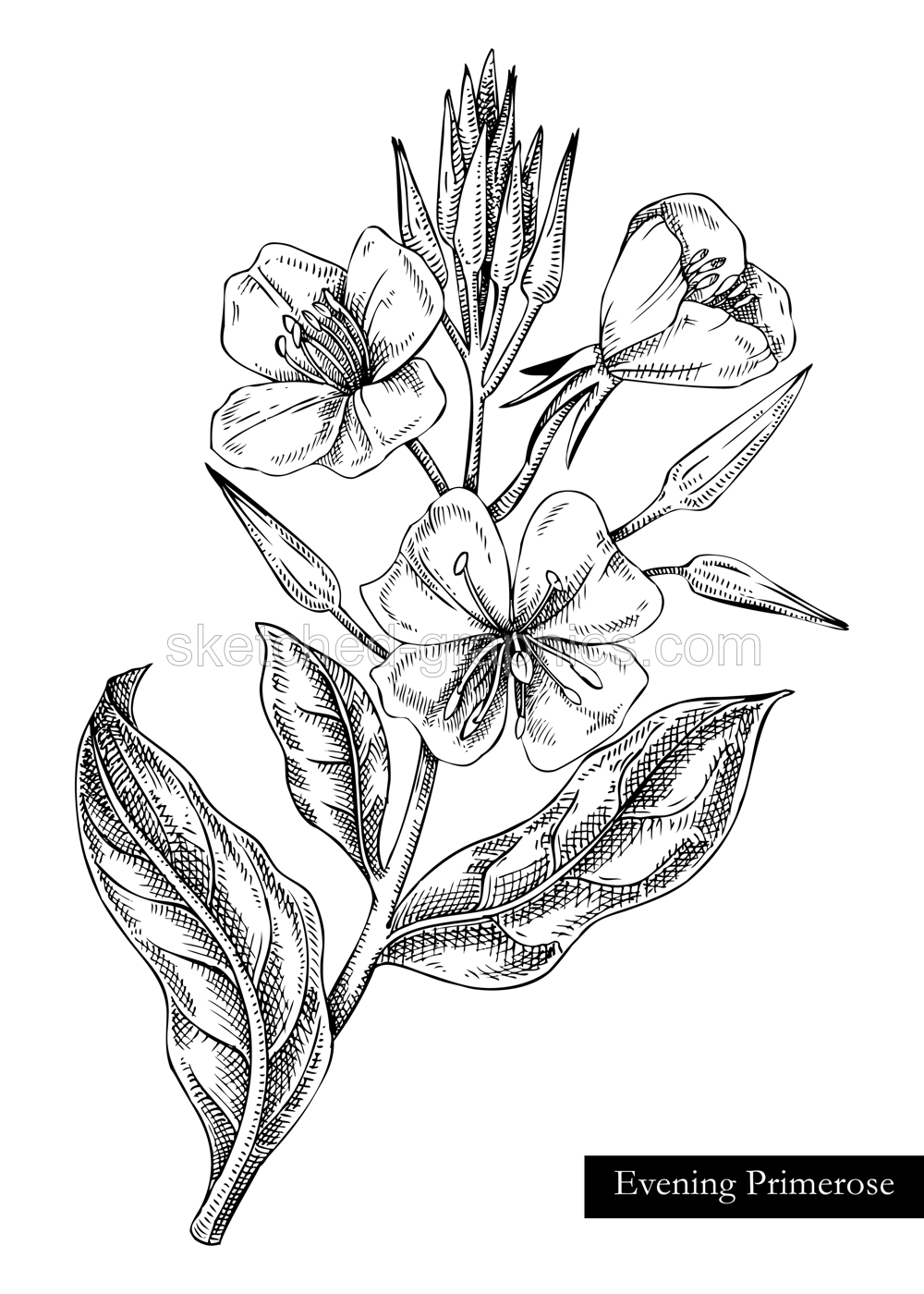 Evening primrose vector illustration. Hand drawn summer flower sketch. Wildflower drawing isolated on white background. Edible flowering plant. Traditional medicine ingredient. Floral design element  Illustration
